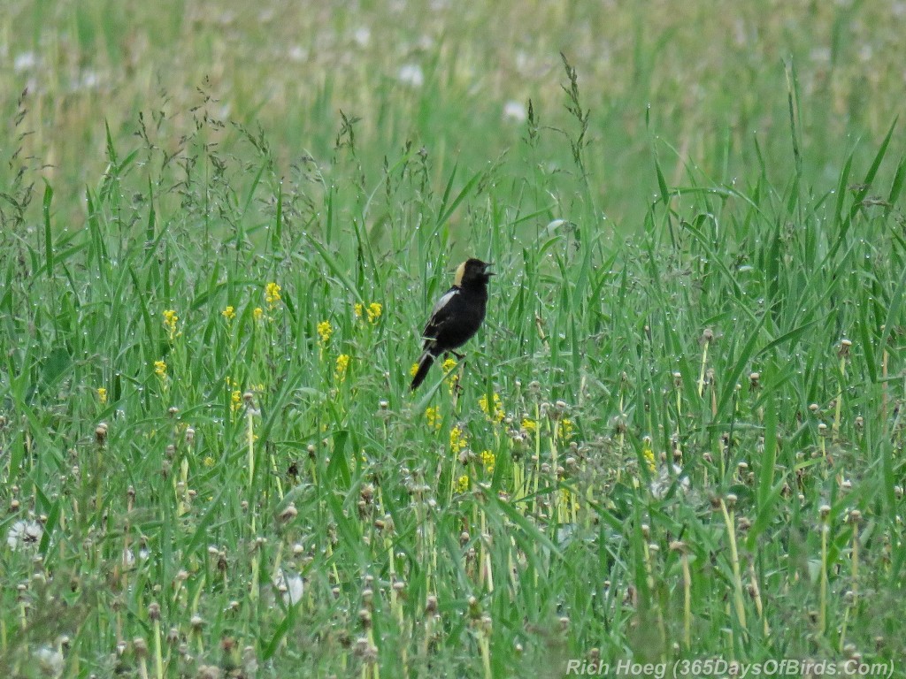 Y2-M06-Bobolink-01-Singing-to-the-Morning