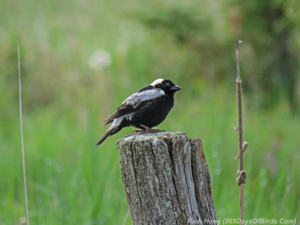 Y2-M06-Bobolink-02-Fence-Post