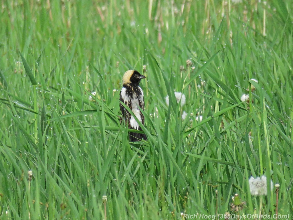 Y2-M06-Bobolink-04-Grass-Jungle