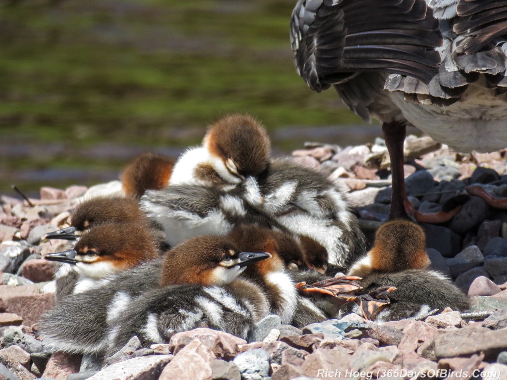 Y2-M06-Common-Merganser-Family-Nap-Time-2