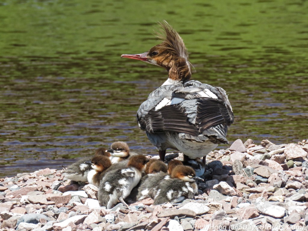 Y2-M06-Common-Merganser-Family-Nap-Time-4