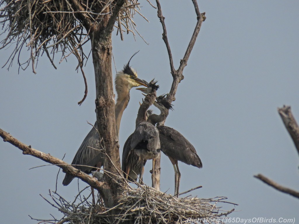 Y2-M06-Great-Blue-Heron-Food-Fight-2