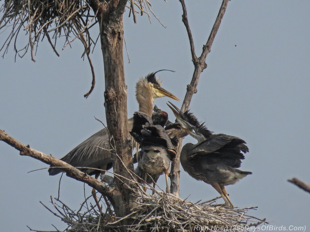 Y2-M06-Great-Blue-Heron-Food-Fight-4