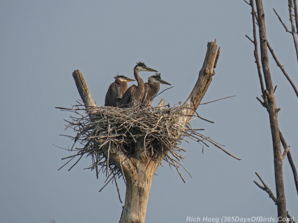 Y2-M06-Great-Blue-Heron-Siblings3