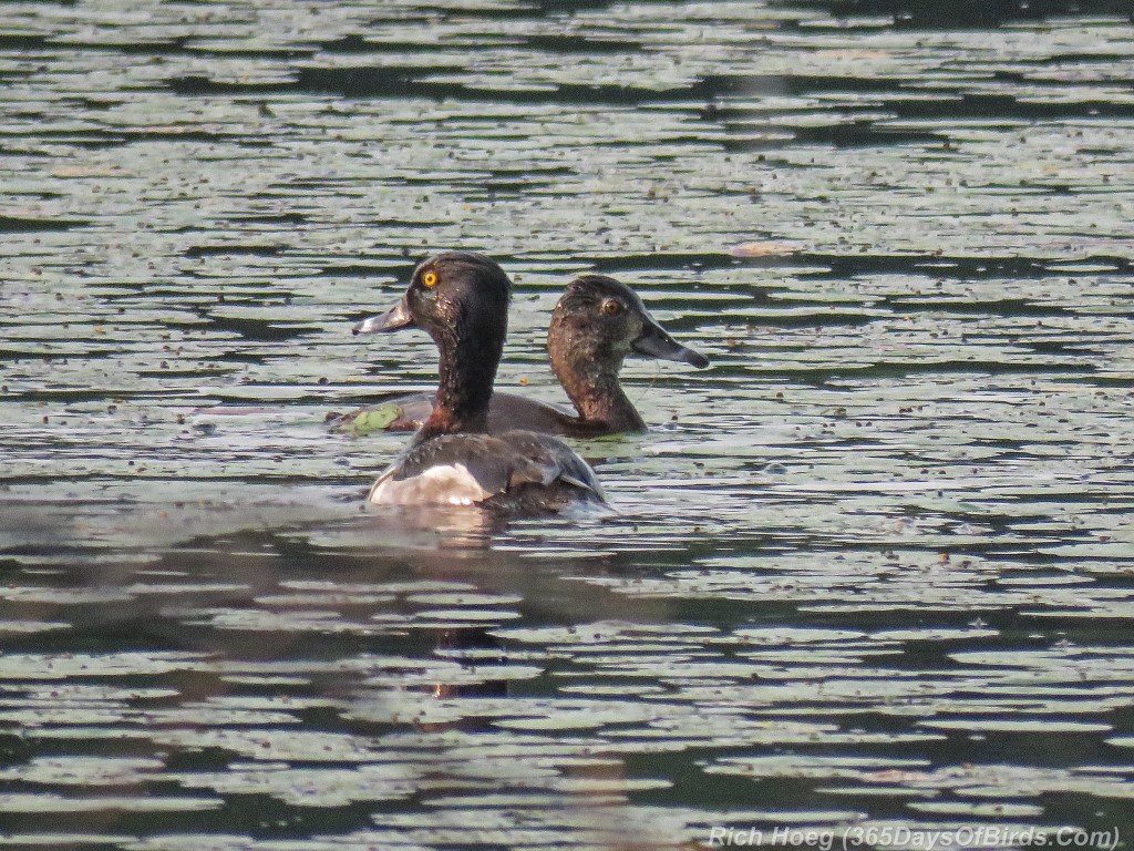 Y2-M06-Ring-Necked-Duck