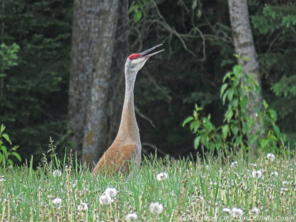 Y2-M06-Sandhill-Crane-01-Singing