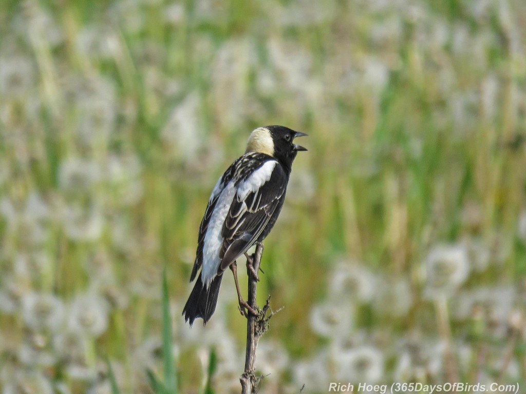 Y2-M06-Sax-Zim-Bog-Courting-Bobolink-Singing-Meadow-1