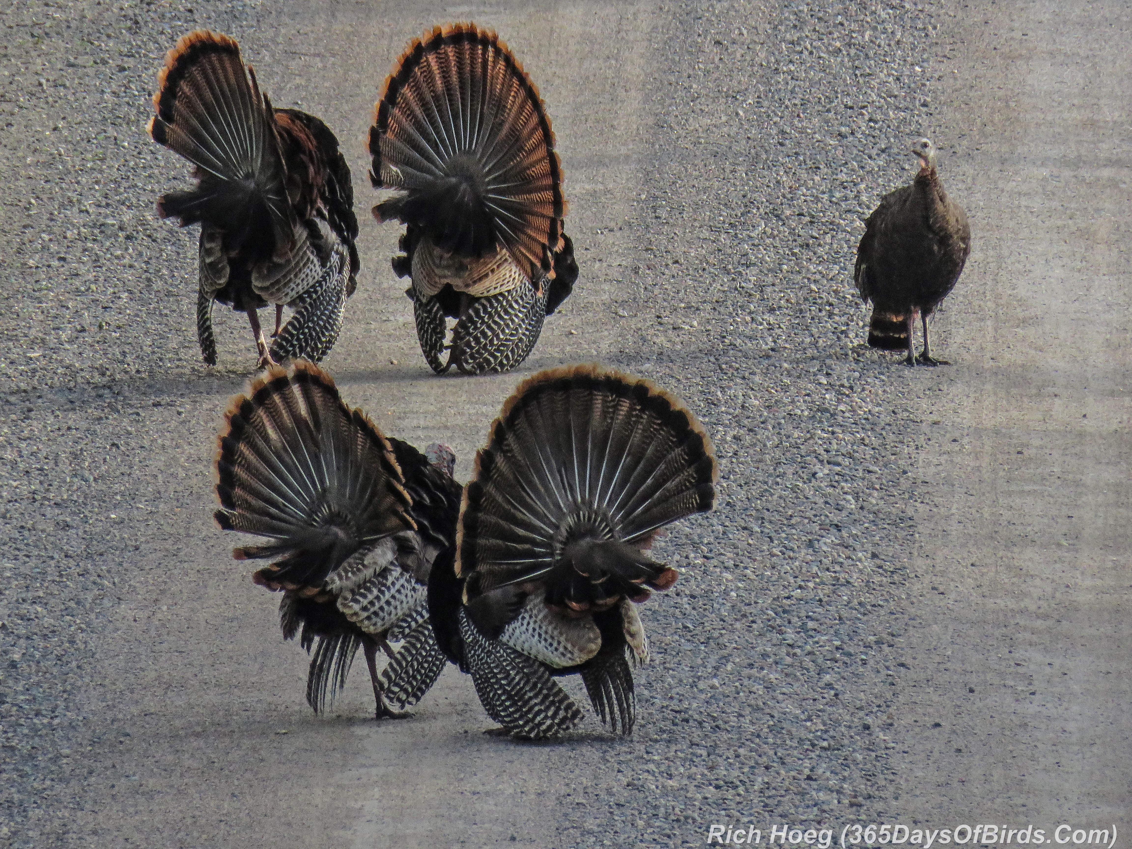 Sax Zim Bog At Sunrise Courting Turkeys 365 Days Of Birds