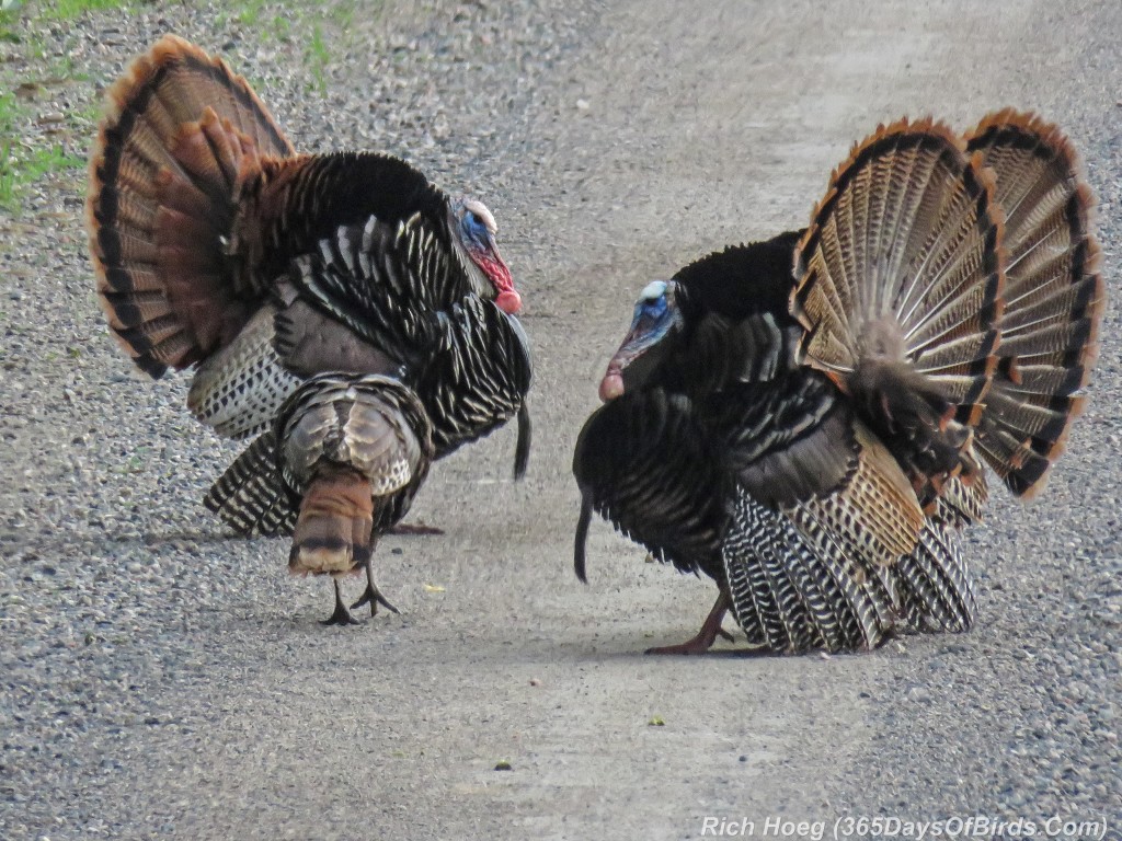 Y2-M06-Sax-Zim-Bog-Courting-Turkeys-04-Hen-Checking-Them-Out