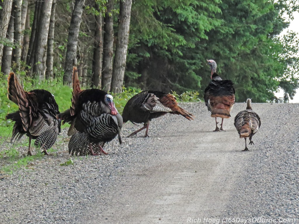 Y2-M06-Sax-Zim-Bog-Courting-Turkeys-05-Hen-Checking-Them-Out