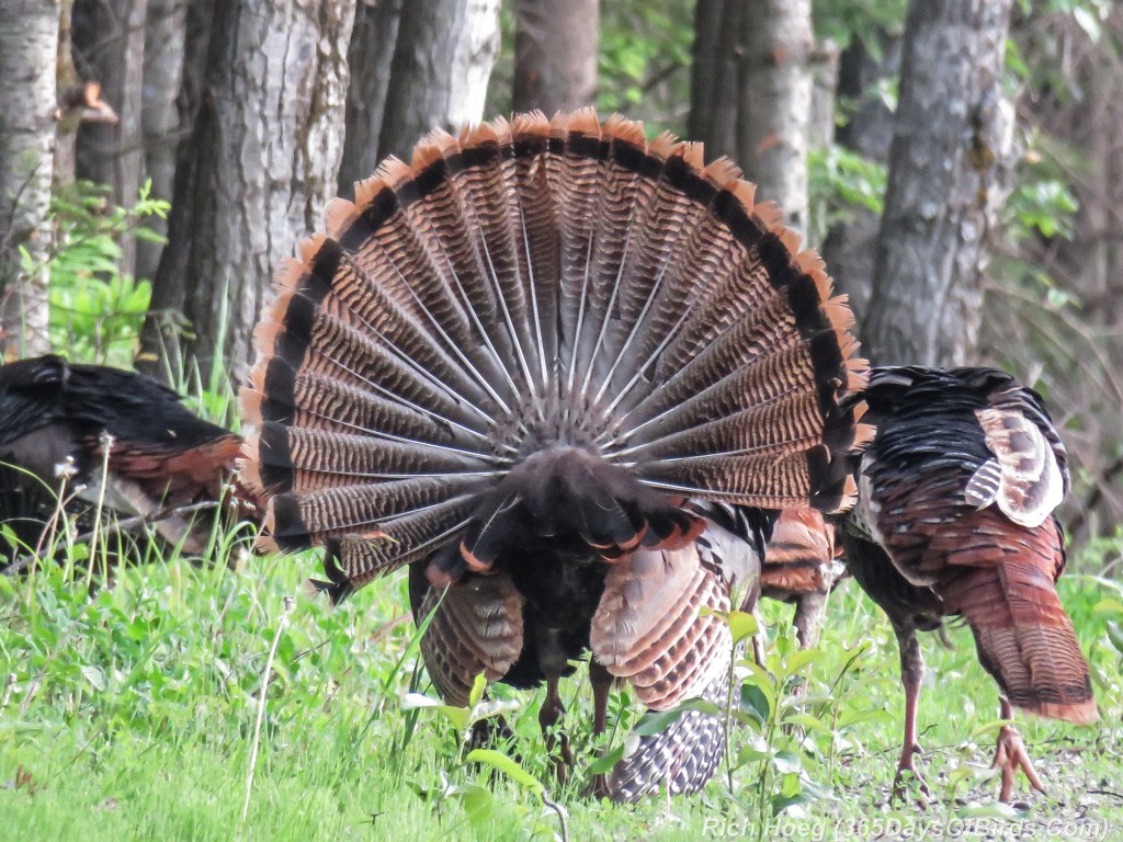 Y2-M06-Sax-Zim-Bog-Courting-Turkeys-06-Tail-Feather-Display