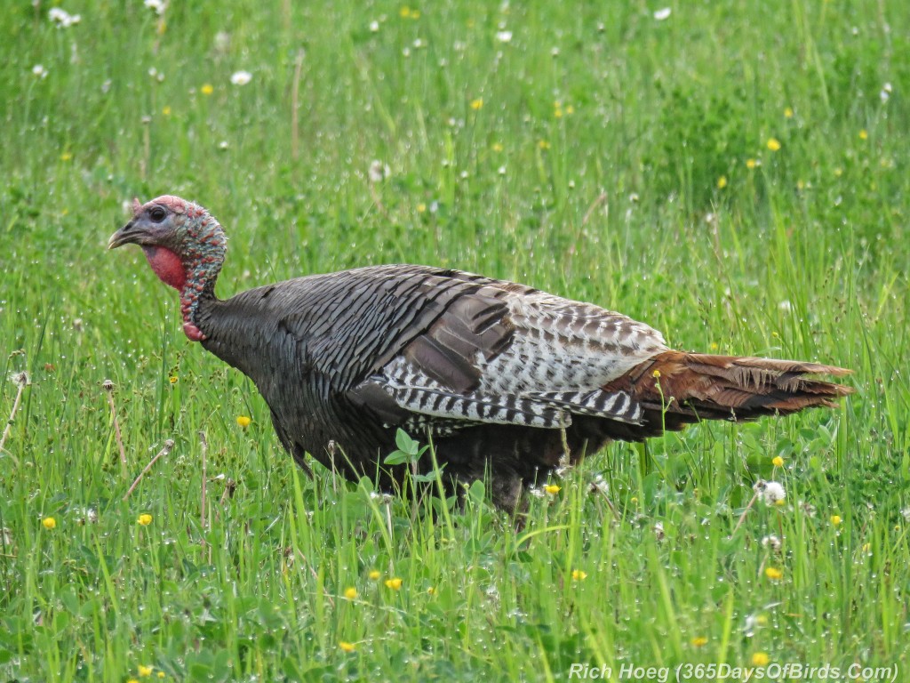 Y2-M06-Sax-Zim-Bog-Courting-Turkeys-08-Meadow