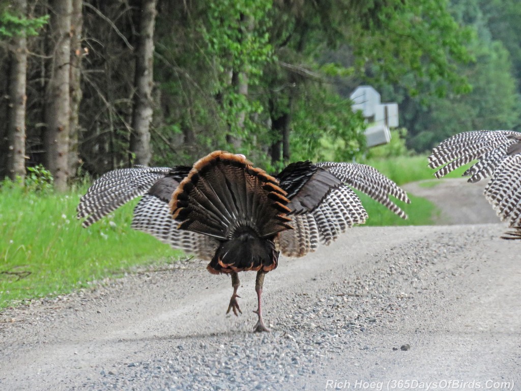 Y2-M06-Sax-Zim-Bog-Courting-Turkeys-09-Wings-Spread