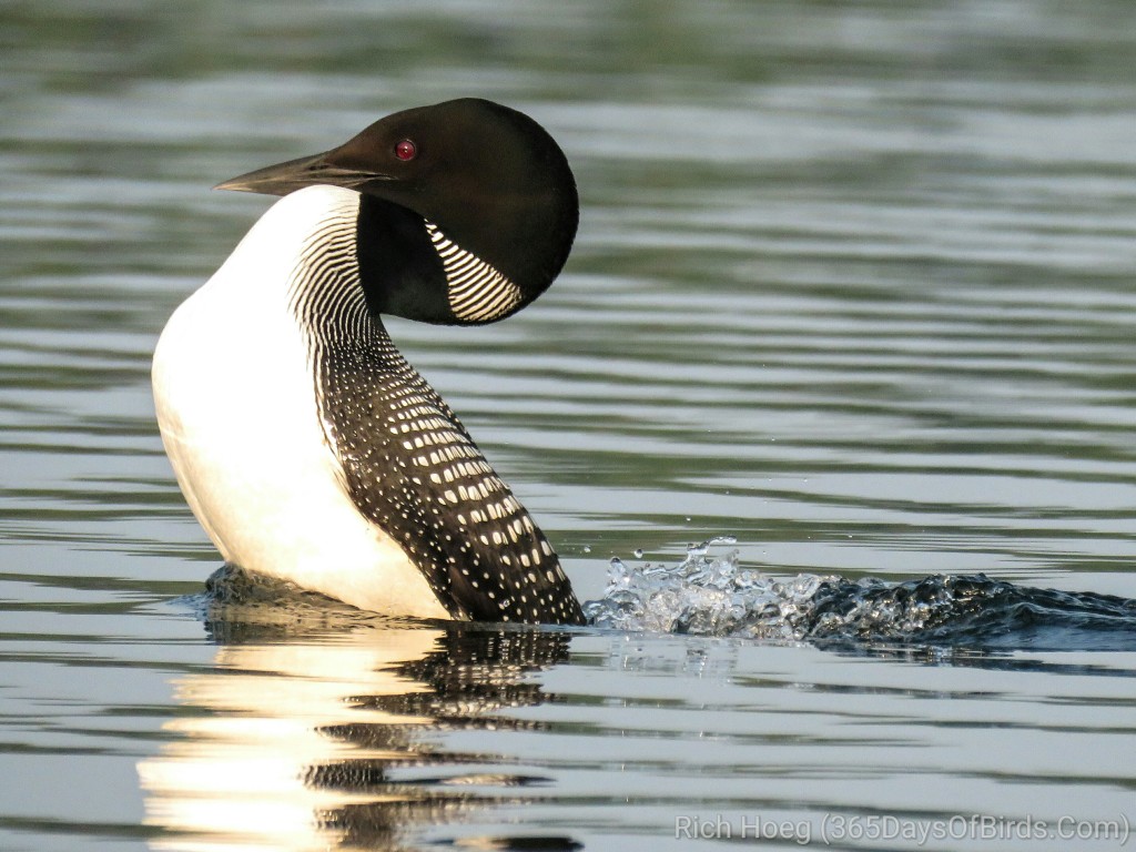 Dancing-Loon-1_wm