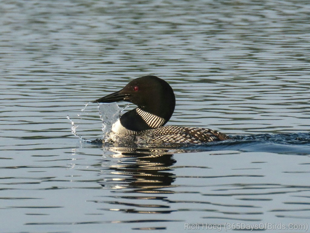 Dancing-Loon-3_wm