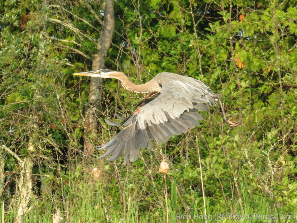 Great-Blue-Heron-1_wm