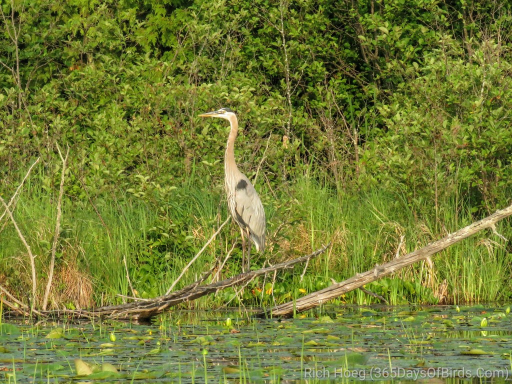 Great-Blue-Heron-3_wm