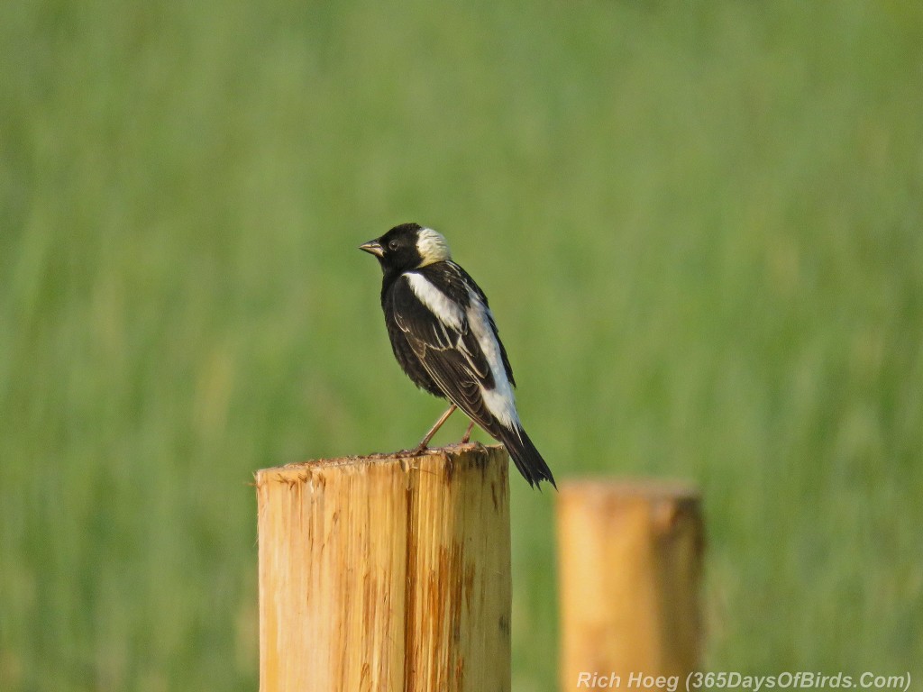 Y2-M06-Bobolink