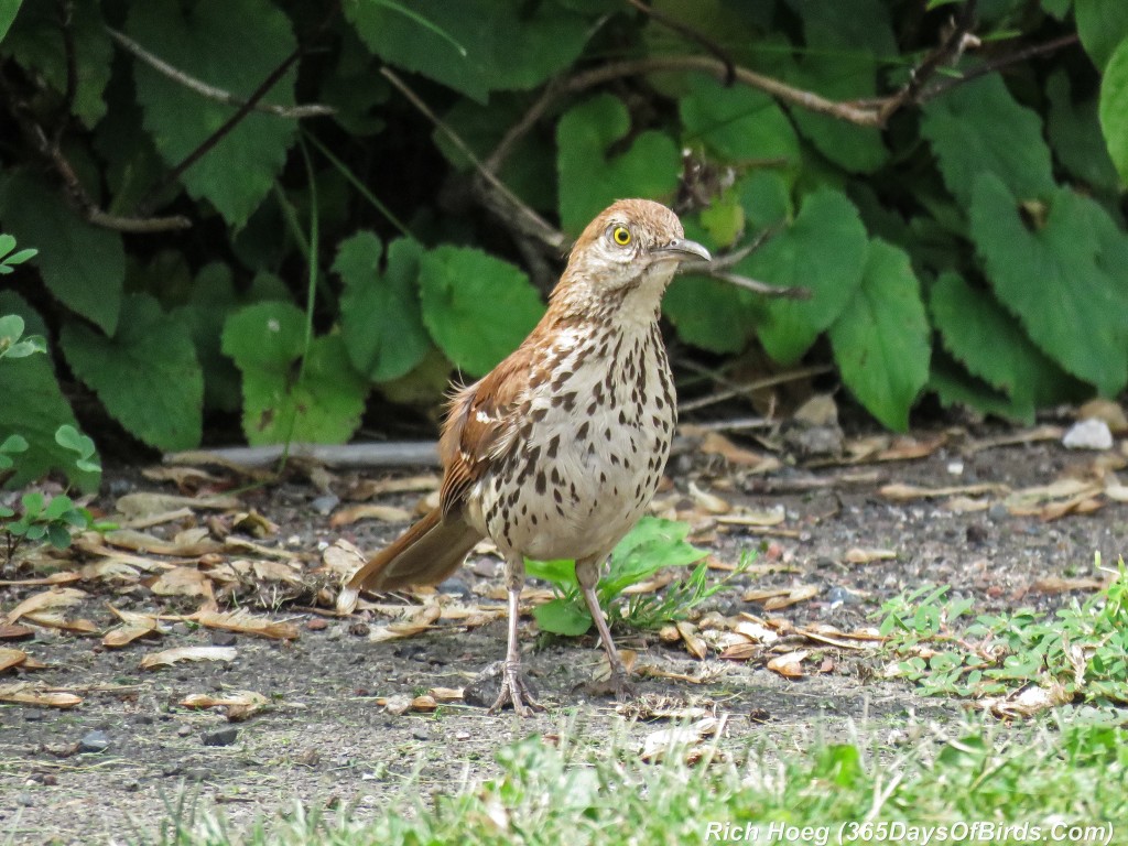 Y2-M07-Brown-Thrasher