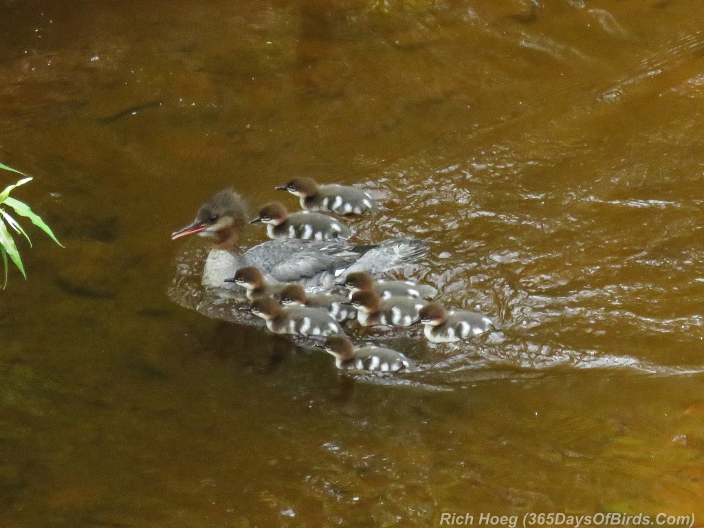 Y2-M07-Common-Merganser-Brood