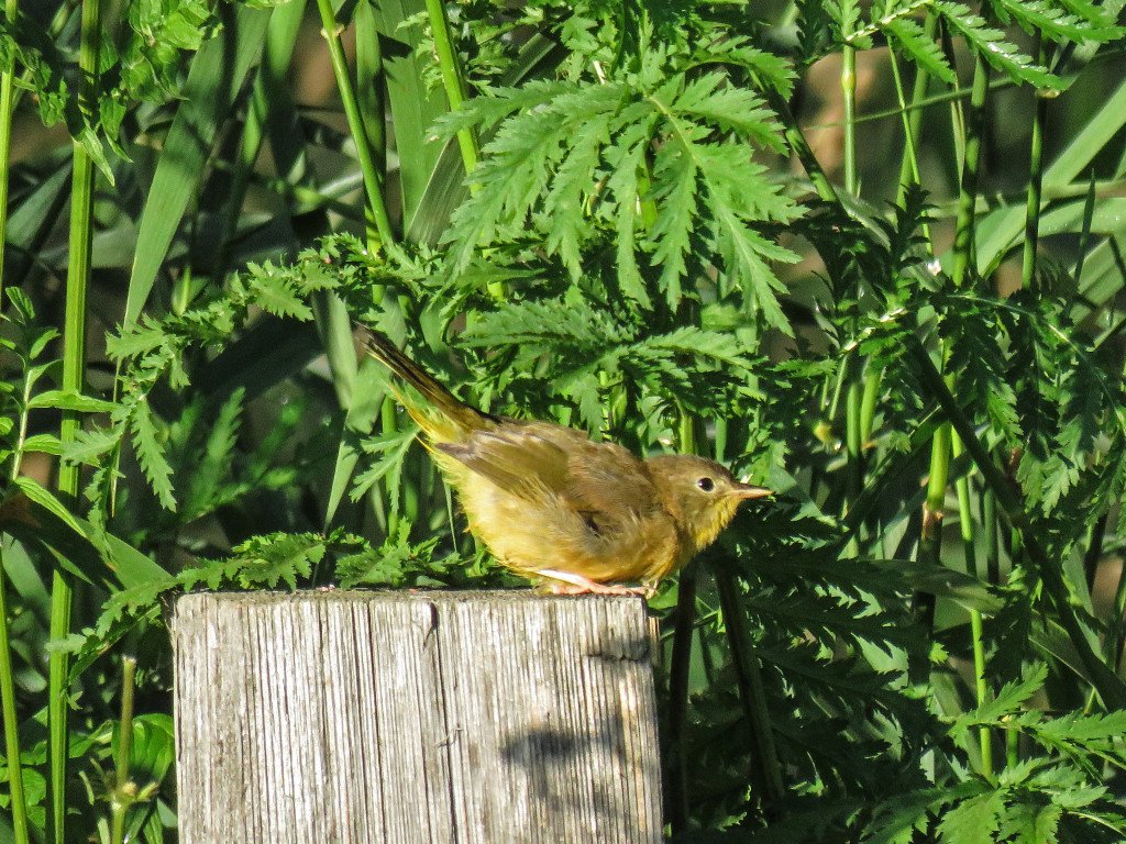 Y2-M07-Common-Yellow-Throat-Female-Ambush