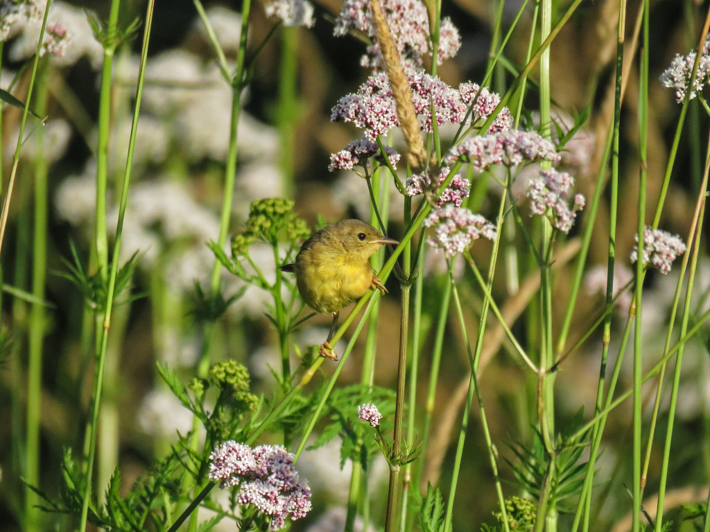 Y2-M07-Common-Yellow-Throat-Female-Flowers