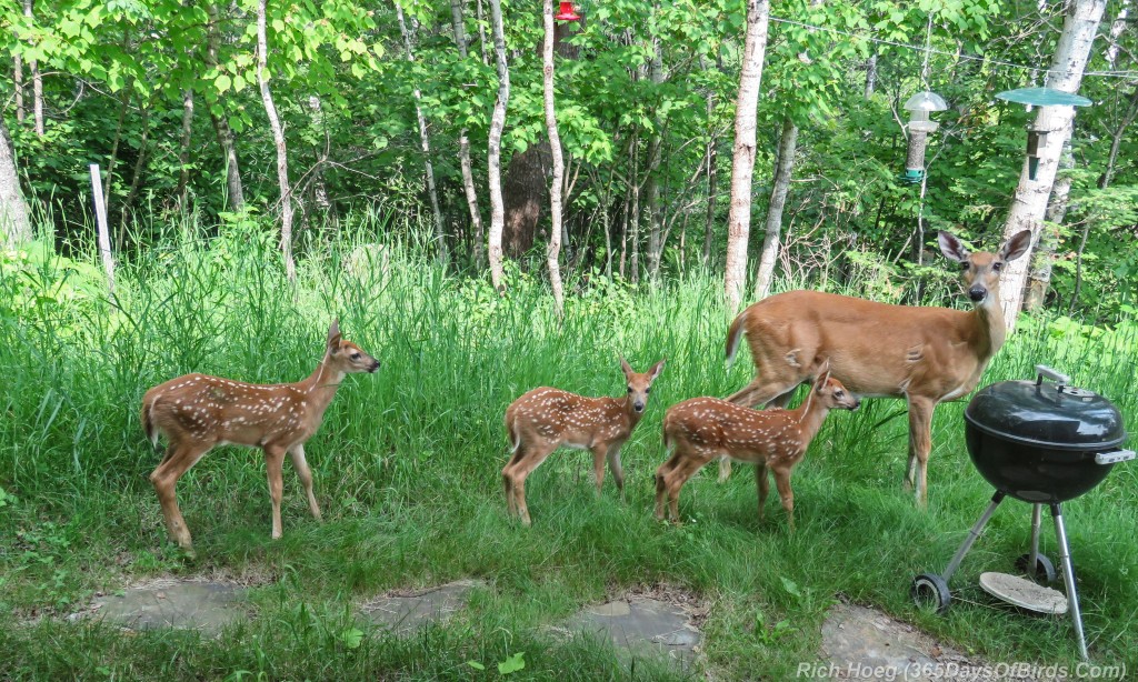 Y2-M07-Deer-Triplets-1