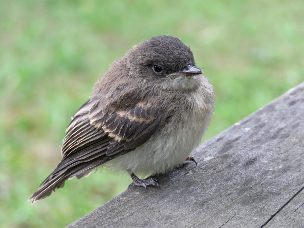 Y2-M07-Eastern-Phoebe-4