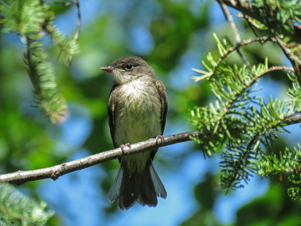 Y2-M07-Eastern-Phoebe-5-Pine-Branches-Frame