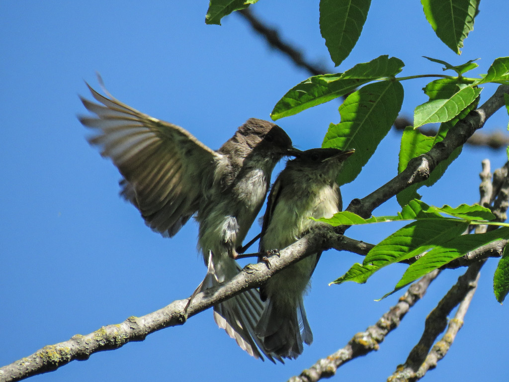 Y2-M07-Eastern-Phoebe-6-Tag-Your-It