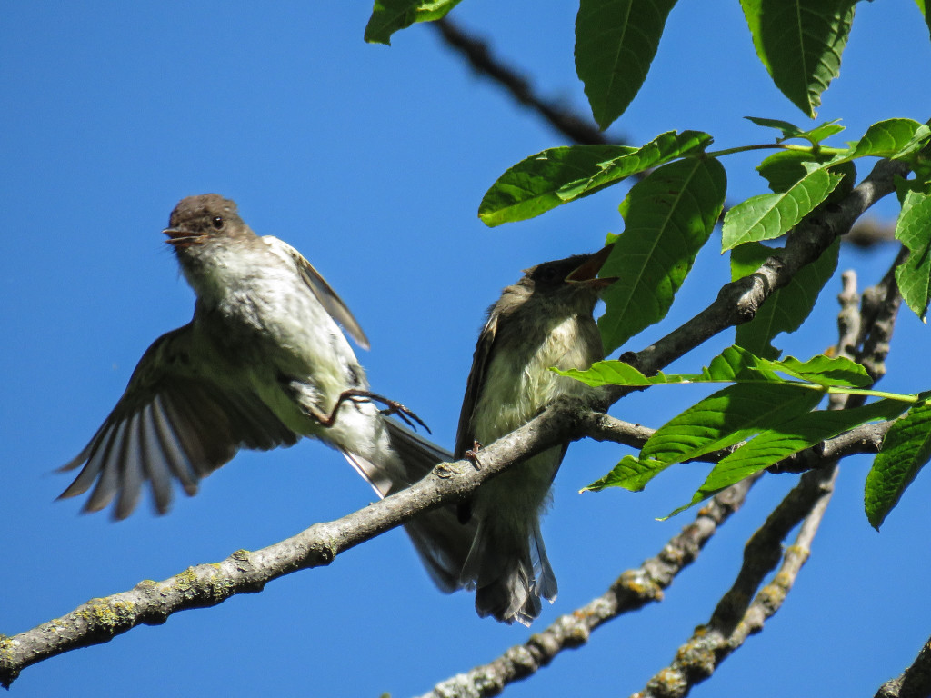 Y2-M07-Eastern-Phoebe-7-Tag-Your-It