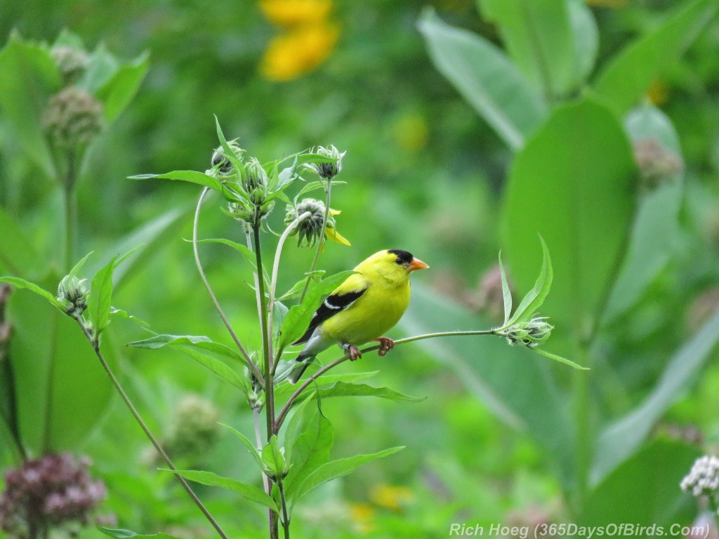 Y2-M07-Goldfinch