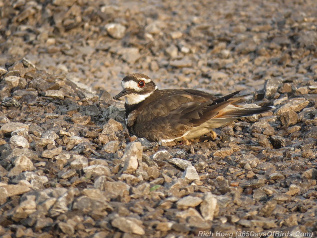 Y2-M07-Killdeer-1-Sitting