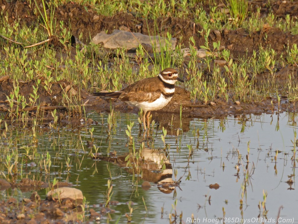 Y2-M07-Killdeer-2-Reflection