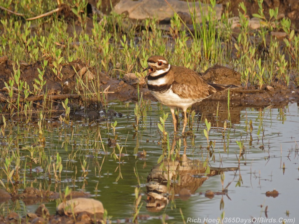 Y2-M07-Killdeer-3-Reflection-Singing