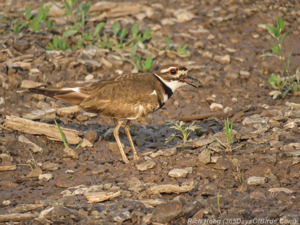 Y2-M07-Killdeer-4-Standing-Singing