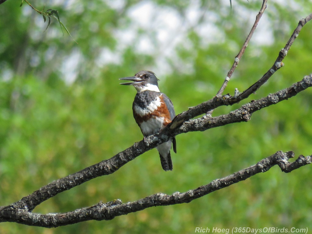 Y2-M07-Kingfisher-01-Preening-Time-Annoucement