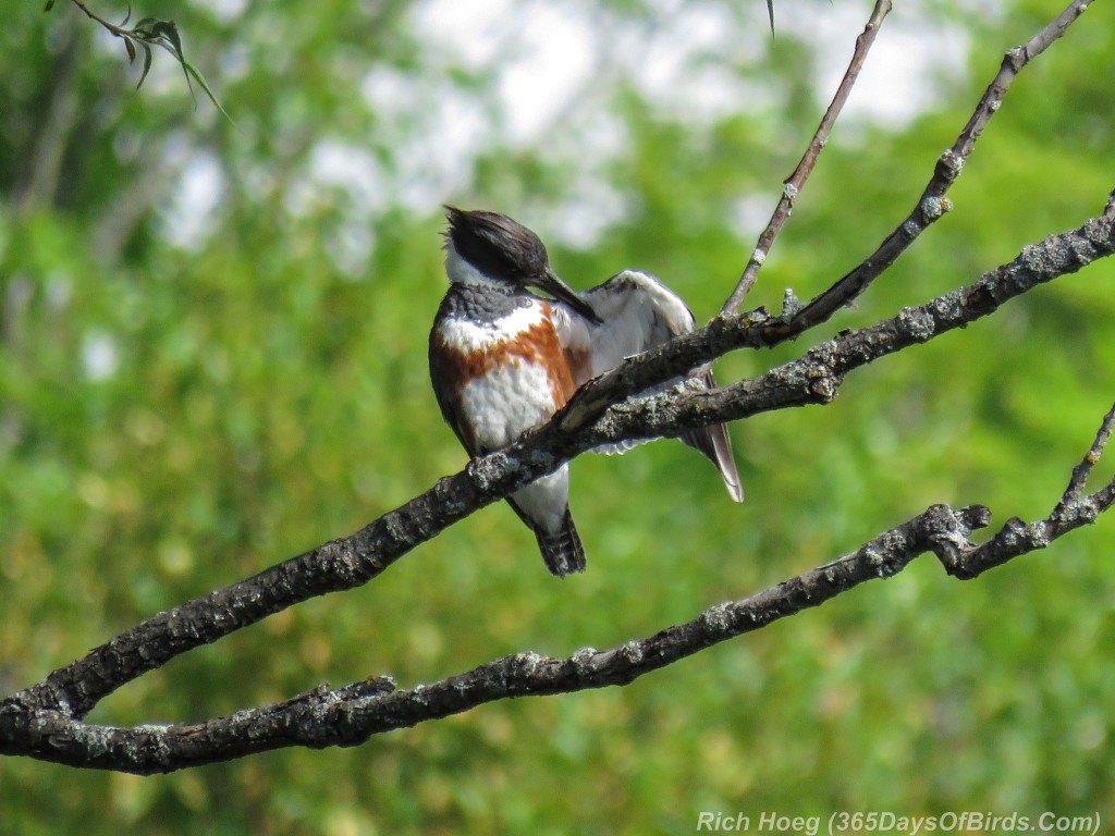 Y2-M07-Kingfisher-02-Preen-Left-Wing