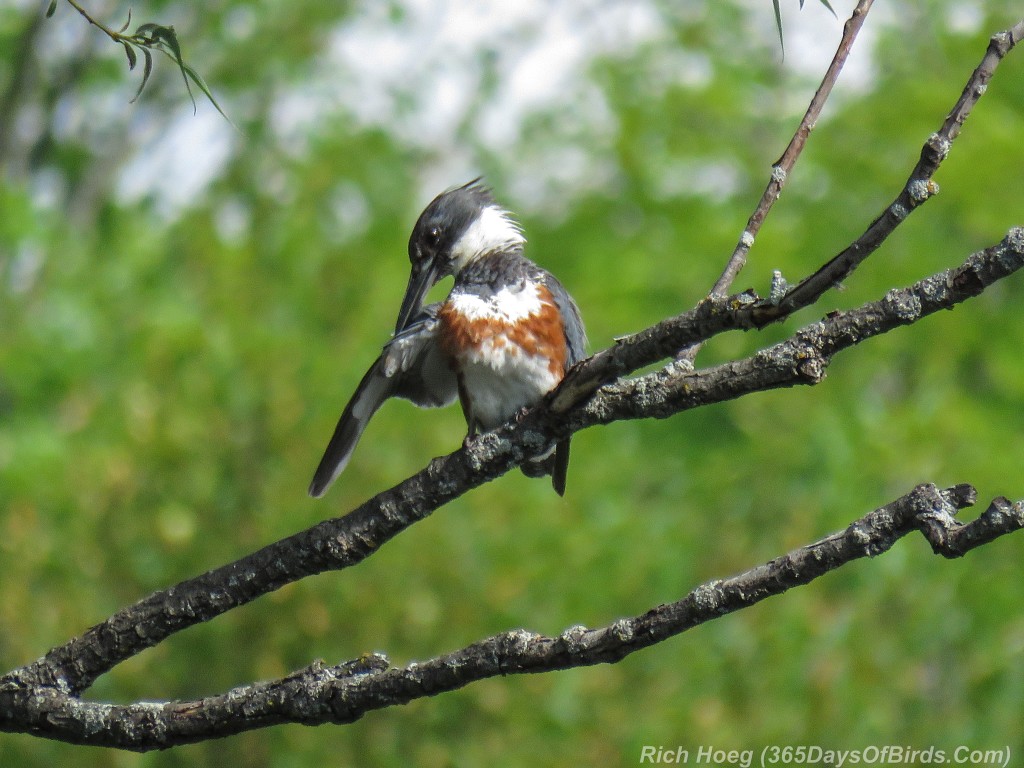 Y2-M07-Kingfisher-03-Preen-Right-Wing