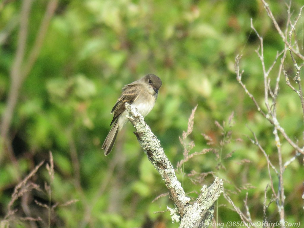 Y2-M07-Least-Flycatcher-2