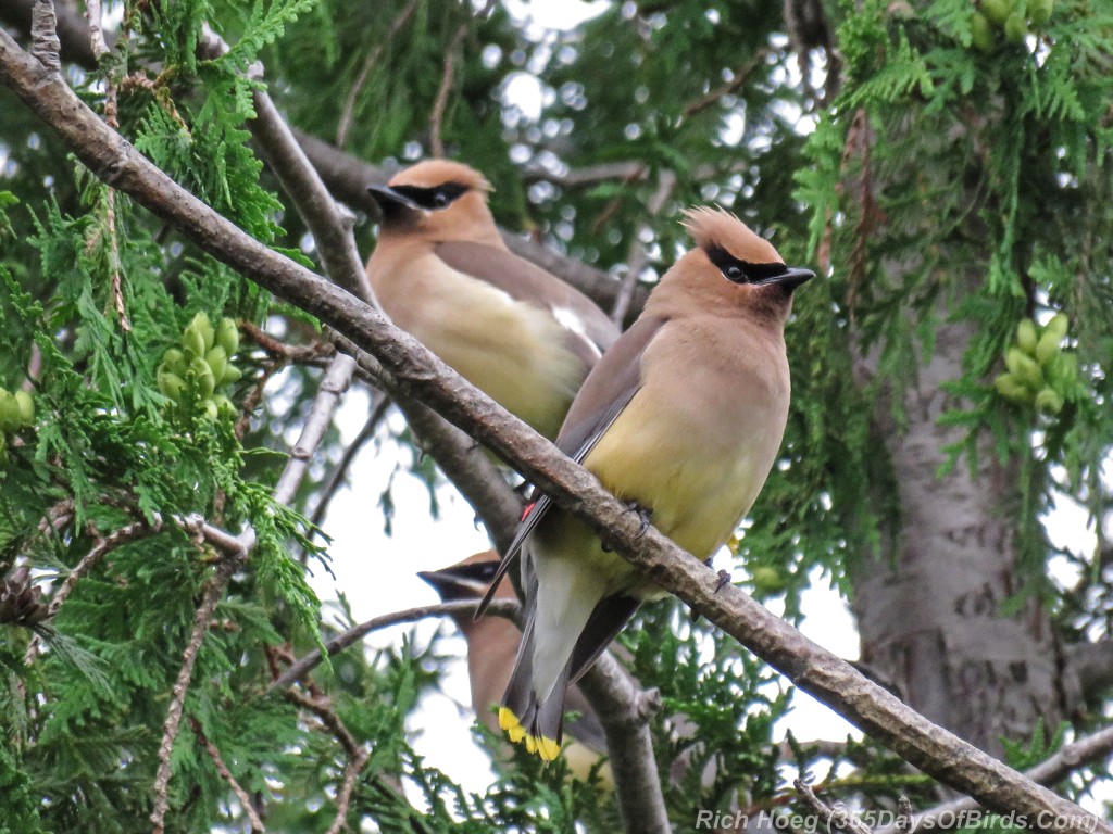 Y2-M07-Lester-River-Cedar-Waxwings-2