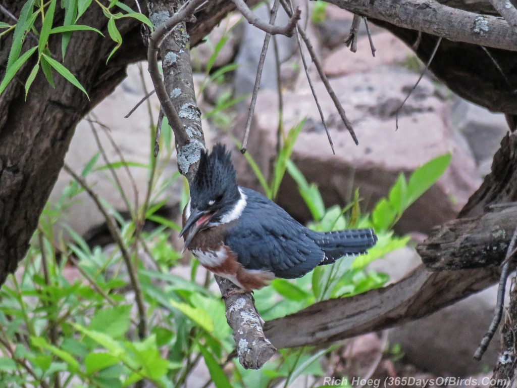 Y2-M07-Lester-River-Kingfisher-1