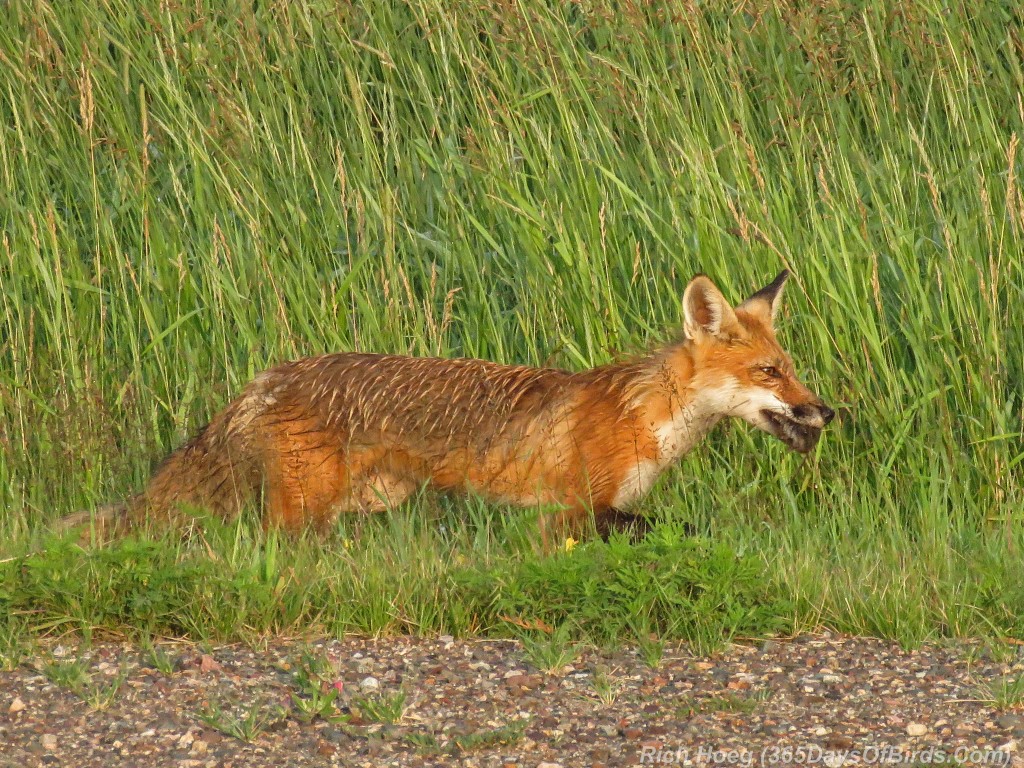 Y2-M07-Red-Fox-Breakfast