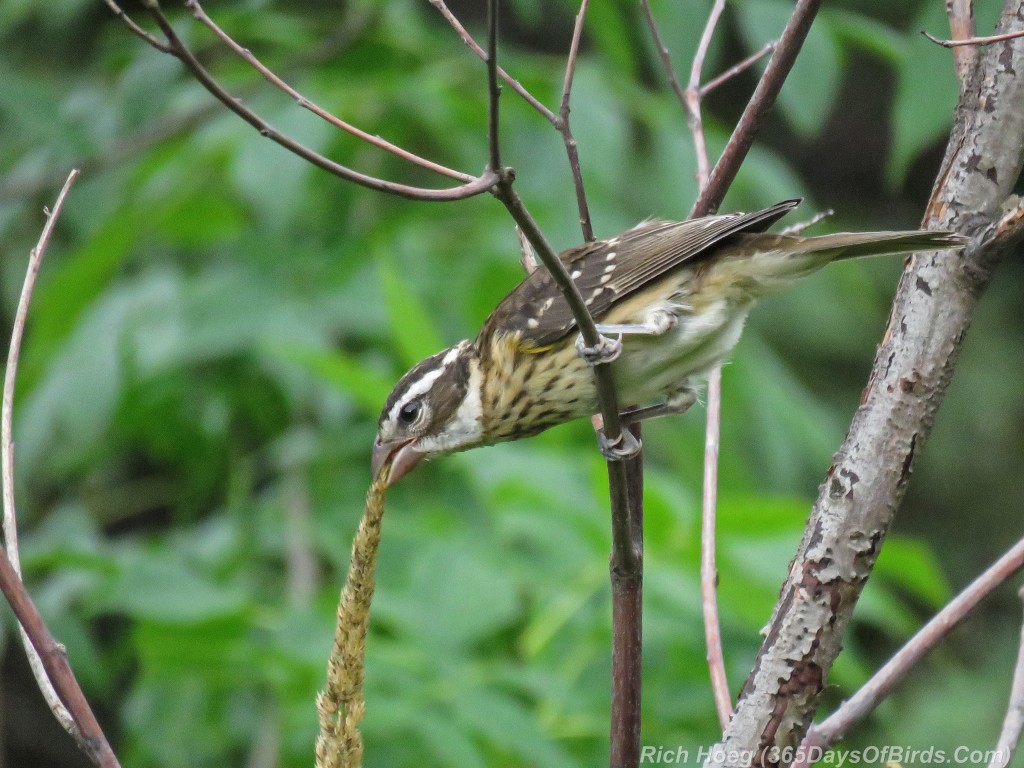 Y2-M07-Rose-Breasted-Grosbeak