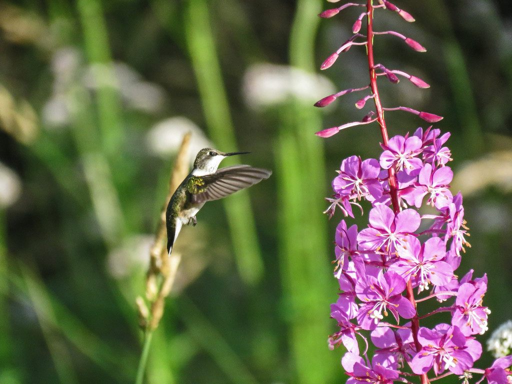 Y2-M07-Ruby-Throated-Hummingbird