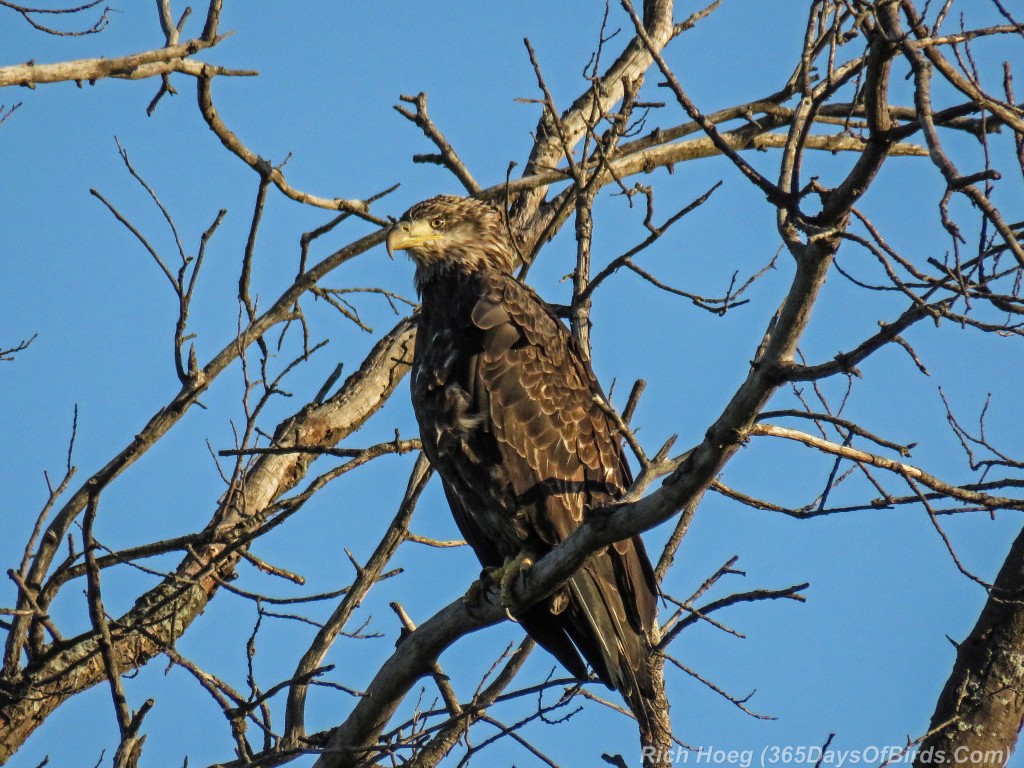 Y2-M07-Sherburne-Bald-Eagle-Immature