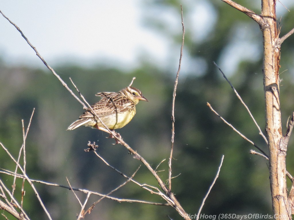 Y2-M07-Sherburne-Dickcissel