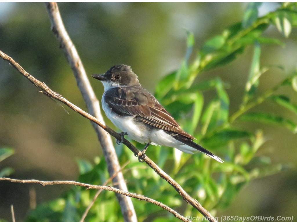 Y2-M07-Sherburne-Eastern-Phoebe