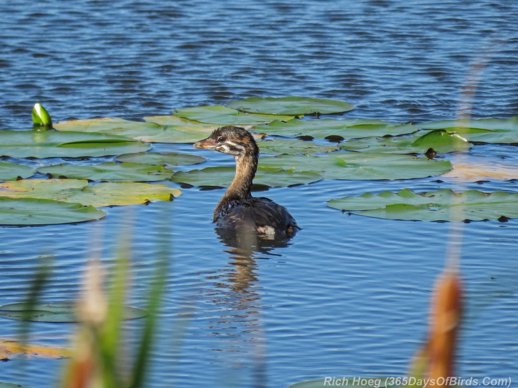 Y2-M07-Sherburne-Pied-Bill-Grebe-Chick