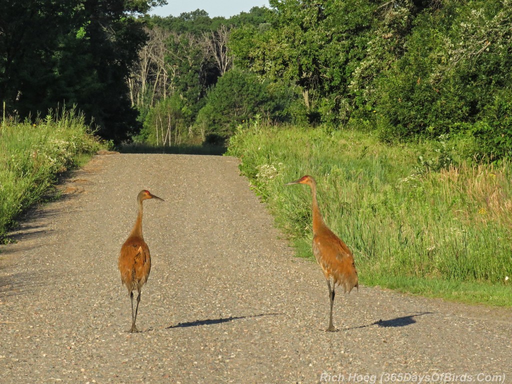 Y2-M07-Sherburne-Sandhill-Cranes